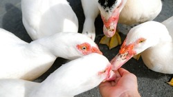 POV Woman feeds from her hand flock white muscovy duck in the animal park. The concept of vegan, vegetarian, free range farm animals. Close up. Cute and adorable animal. Concept kindness