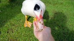 POV Woman farmer feeding from hands with grain white duck. Natural organic farming concept. Concept of vegan, vegetarian, free range farm animals. Close up. Cute and adorable animal. Concept kindness