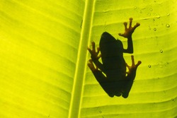 Amazing small cute frog sitting on a banana leaf. Silhouette of small animal, natural back light. Gorgeous with droplets of water. Beautiful natural shot. Typical exotic jungle forest.