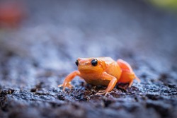 A very tiny orange frog with black eyes on a wet surface. Very cute and fragile looking amphibian. Curious and cute exotic animal.