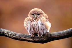 Tiny and very cute owl, Ferruginous pygmy owl sitting on a branch. Living in southern Texas, Arizona, Central America and South America.