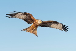 red kite milvus milvus flying in blue sky