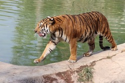 Bengal tiger at the zoo in Jalisco, México