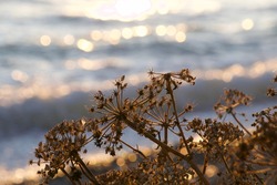 The sea glistens gold and blue in the background . Three waves are nearing the beach. Beach flowers and seeds of fennel glow gold on the water's edge. Uplifting twilight full of promise. 