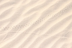 Beautiful, delicate landscape, sandscape. Soft beach ripples. Across the waves of sand there are tiny animal tracks. Nature looking its simplest. Bright and full of texture. A summery feel in abstract