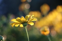 One daisy in the sunshine on a tall singular stem. Behind in a warm blur are yellow flower heads in bokeh and a subtle green below. Deep rich blue in the background. A sparkle and glow in this garden