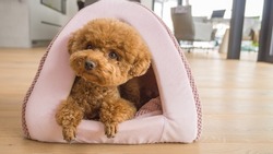 apricot puppy poodle small dog posing in front of camera laying in toy house with resting paws on pink edge puppy house in light cozy home background resting small dog cute pose
