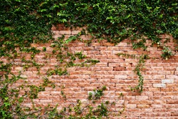 Background. Green Leaves On Brick Wall.