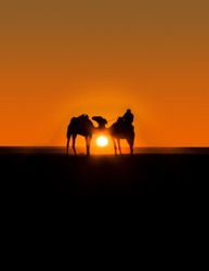 Caravan of two camels with beduin on a background of sunset.