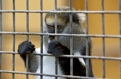 poor little sad monkey behind cage in zoo with begging look. Cool for illustrations about animal rights.