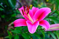 Bright magenta lily flower on a blurred background of green foliage, selective focus. Brown-orange stamens. Floral background. Picture for post, screensaver, wallpaper, postcard. High quality photo