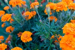 Background from orange marigold flowers. Field with tagetes. Bright french marigolds for publication 