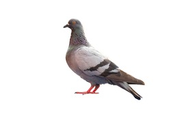 full body of standing pigeon bird isolate on white background