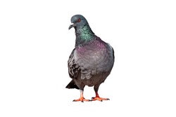 Full body of standing pigeon bird isolate on white background whit clipping path, Front view