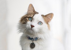 Beautiful cat with blue eyes and white long hair