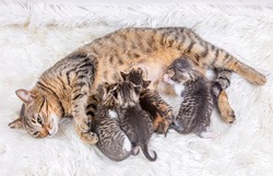Mother cat and baby cats 