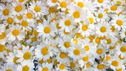 Lovely blossom daisy flowers background. White daisy texture.