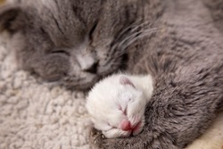 Scottish fold mother cat and kittens