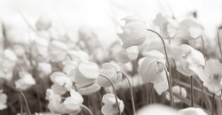 Background in sepia tone with wild white flowers