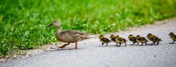 Mother duck with ducklings crosses the road. Ponarama.