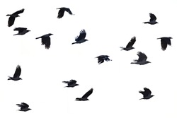 Flying crows white background, black crows silhouette 