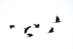 flying crows white background
