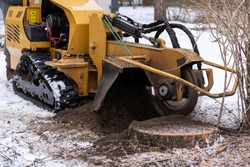 Stump grinding with a view from the right where the cutting disc is visible in close proximity. During the grinding process, the stump shavings fly through the air. The yellow stump grinder grinding.
