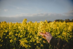 Hand picking up flowers. Beautiful Danish flower field. Spring is the best