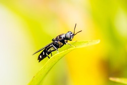 Black Soldier Fly, a species of Soldier flies. Also as known as American Soldier Fly