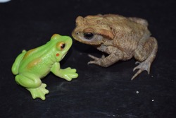 Young common European toad (Bufo bufo) and a plastic toy frog