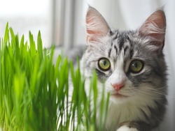 Beautiful cute grey fluffy cat eating fresh green grass on windowsill. Pet grass. Sprouted oats. Health of Pets. Care pets concept. Cats day