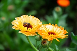 Yellow calendula flowers close up. A bee on a flower. High quality photo