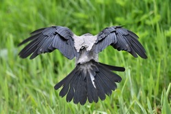 A hooded crow (Corvus cornix) in flight against green background