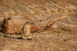 Portrait of a foxy cat blending in into the sunlit background with dry grass and huge trunk of a dead tree