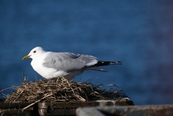 Portrait of a common gull, mew gull, sea mew (Larus canus) sitting in the nest