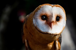 Portrait of an Owl - Barnowl