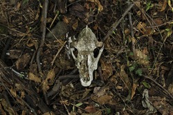 Skull of a cow in the ground