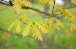 Small tender leaves grow on an oak branch on a spring day