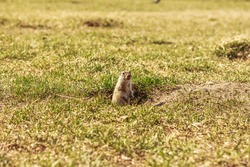 Ground squirrel standing in a hole on a meadow among grass. Watching the wild life. Copy space