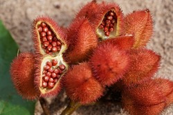 Deep red and ripe Urucum fruits (Bixa Orellana, Annatto). The spiny pods contain red, oily seeds that are used as natural food coloring. Alter do Chao, Pará State, Brazil.