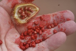 Deep red Urucum seeds (Bixa Orellana, Annatto) in the hand. The spiny pods contain red, oily seeds that stain very strongly, including the hand here. They are used as a natural food coloring. 