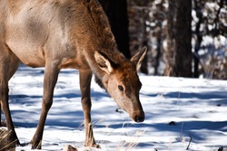 Deer in snow in the Grand Canyon
