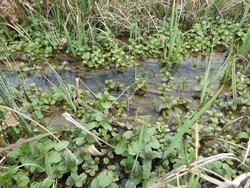 closeup on a swamp with water, green plants, grass and alga