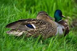 pair of mallard ducks sitting in the grass by the lake shore. male and female duck. Spring in Poland