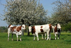 dairy cows of Norman breed at pasture