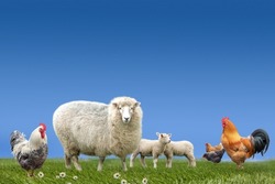 Farm animals sheep lamb chicken cock  on green grass meadow 