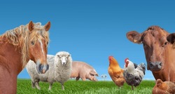 Farm animals group cow, pig, sheep, chickens, horse 