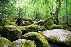Covered with moss rocks and tree at fairytale-like magical forest.