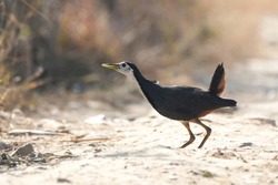 The waterhen walking on the ground