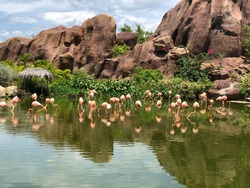Pink flamingos in the habitat. Birds among the pond among the greenery and water.